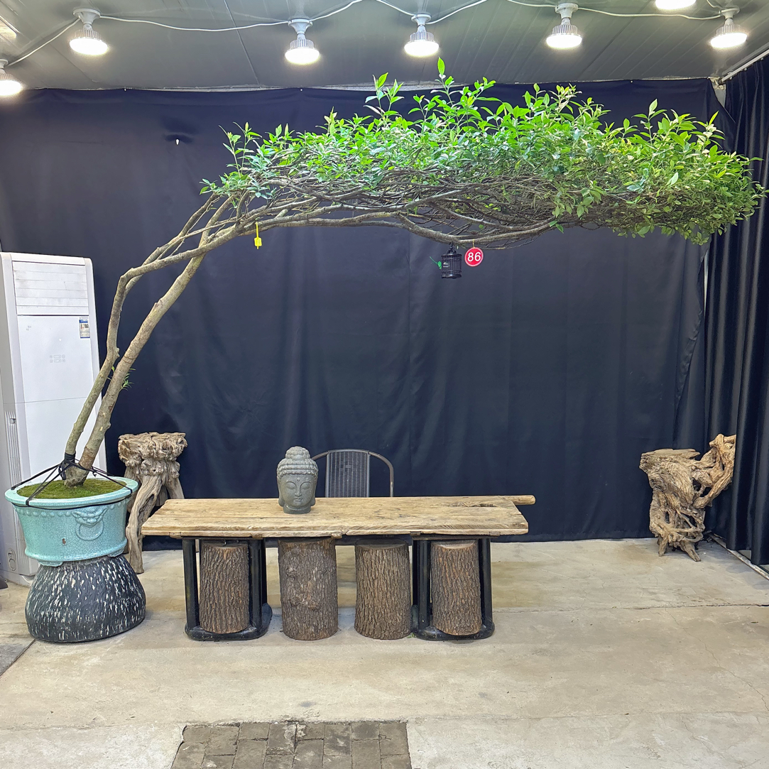 室内室外茶空间玄关处适用的海岛栀子花盆景老桩