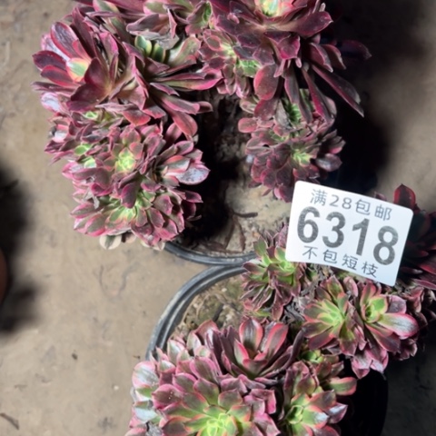 记***忆组合多肉植物法师6318