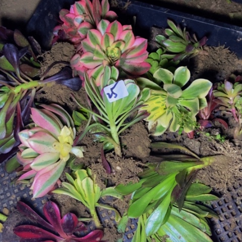 20个单头苗特价不售后25