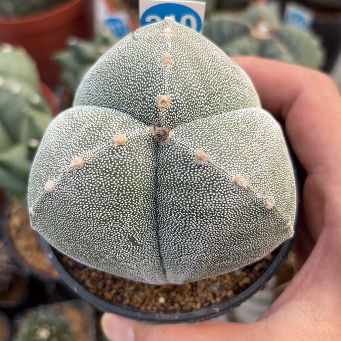 210实生三角鸾凤玉带盆