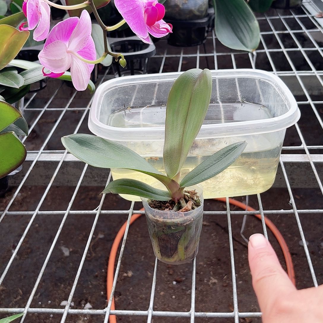 蝴蝶兰粉色系列魅力无限1颗2.0杯