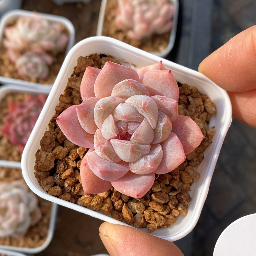 精品多肉一物一拍不包整246