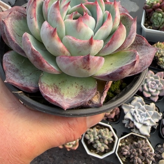 123惊鸿多肉植物多