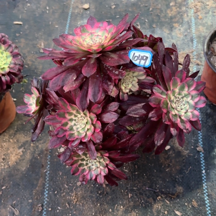 红腹轮锦造型桩1049