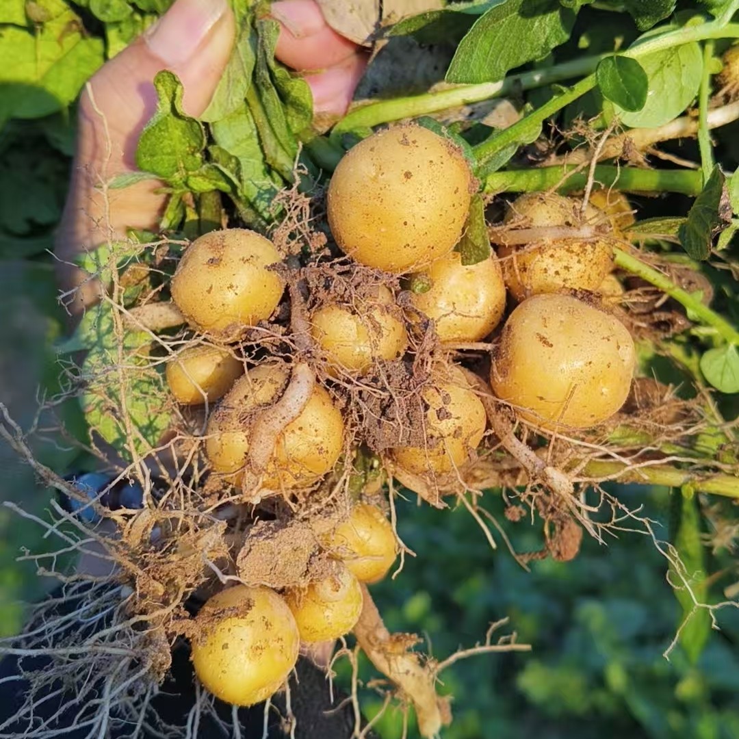 坞根本地小土豆现挖现发应季蔬菜