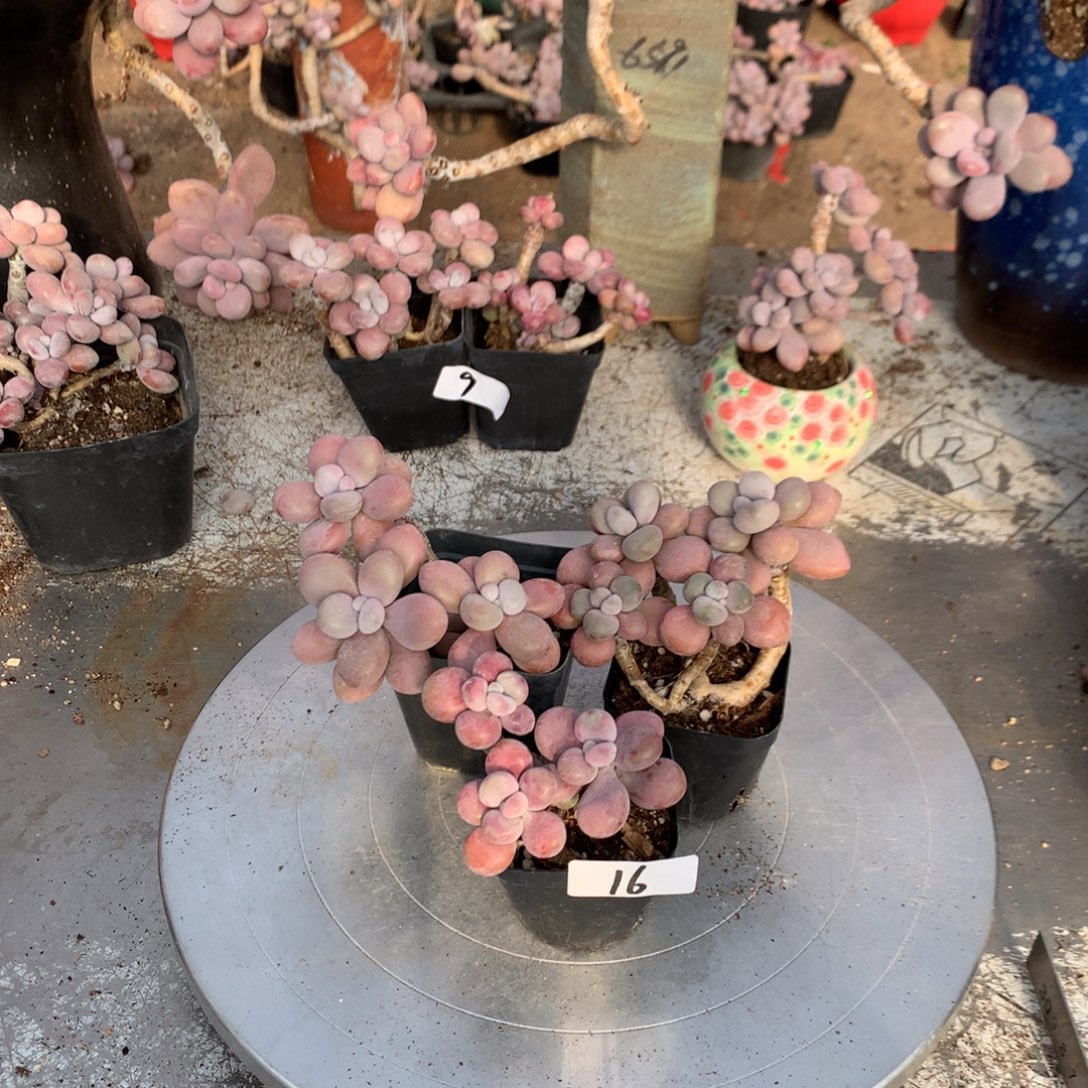 桃蛋老桩不带盆16号