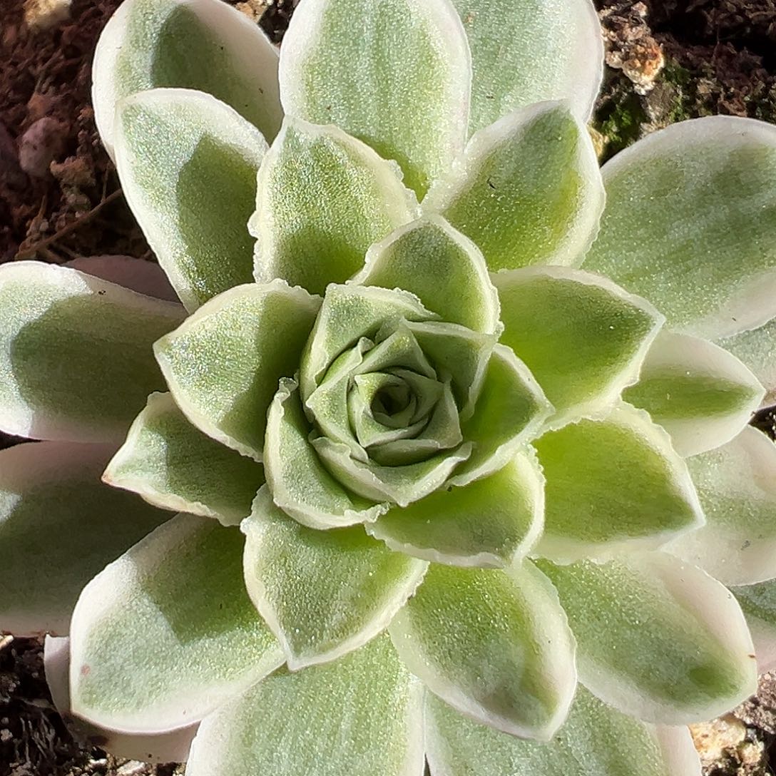 山地玫瑰锦秋夕1429号