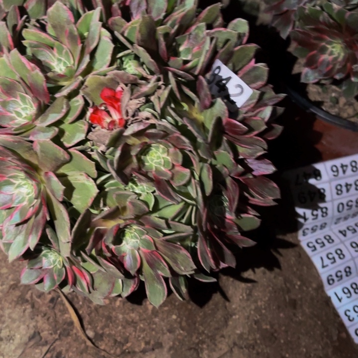 842万花筒多肉植物不售后