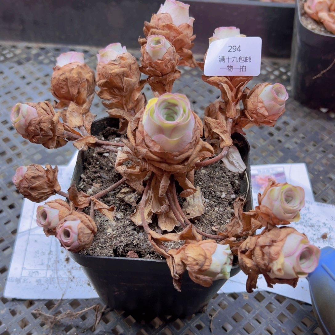 294 带盆土发货无售后