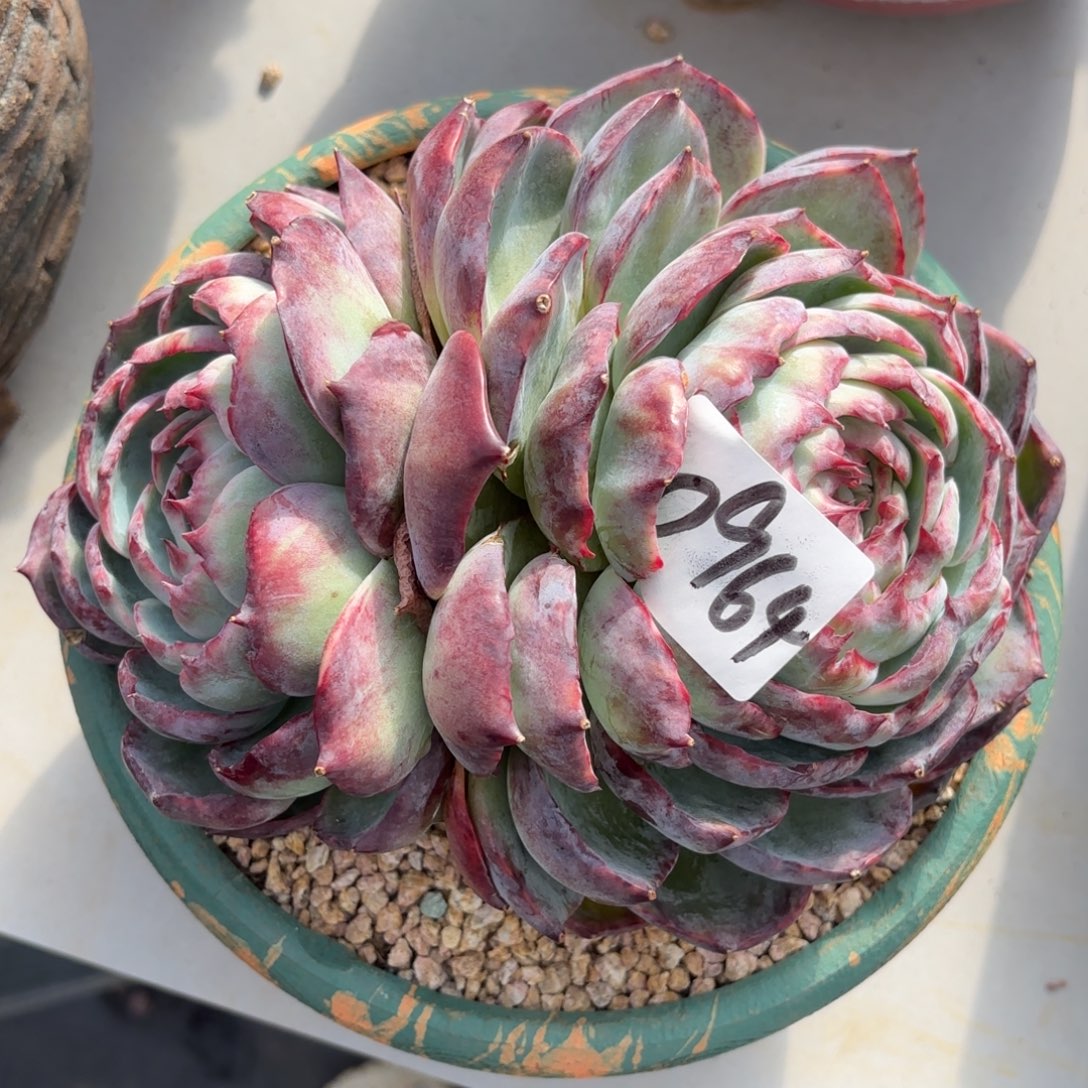 曾***节0964惊鸿仙子多肉植物