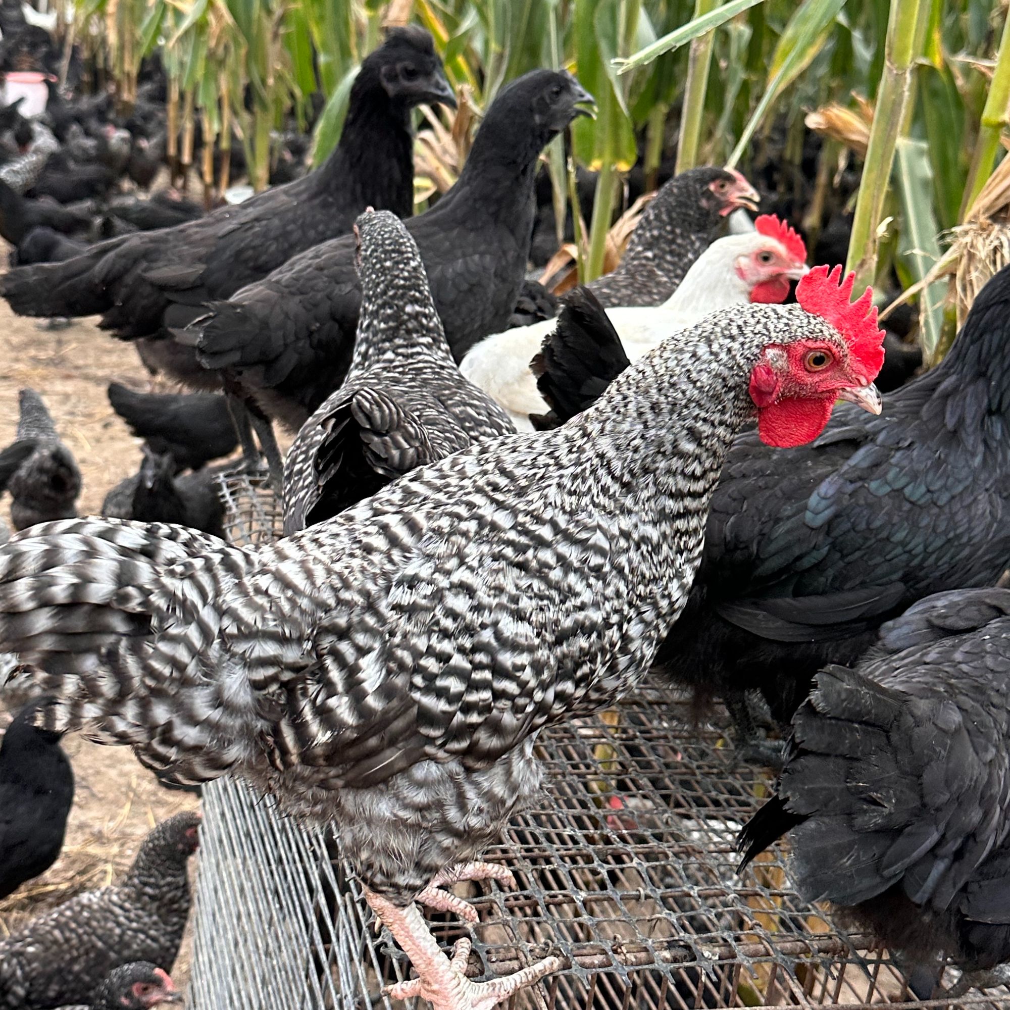 宠物鸡散养芦花鸡白腿