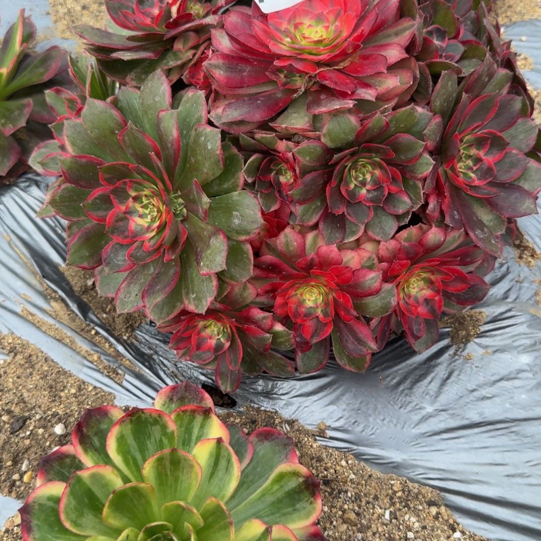 痞***板092红花郎到秋。多肉植物