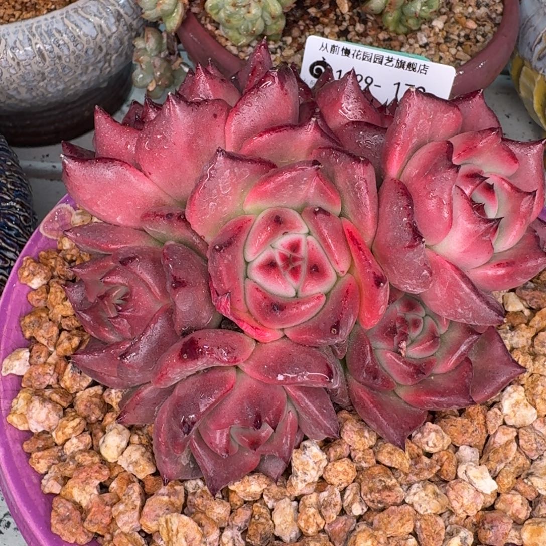 从前慢多肉精选编号1229.179