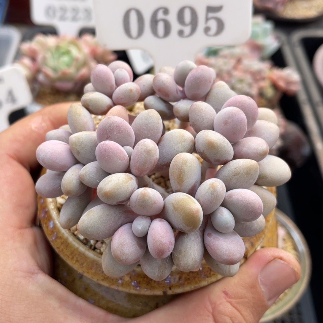 0695桃蛋不带盆7厘米