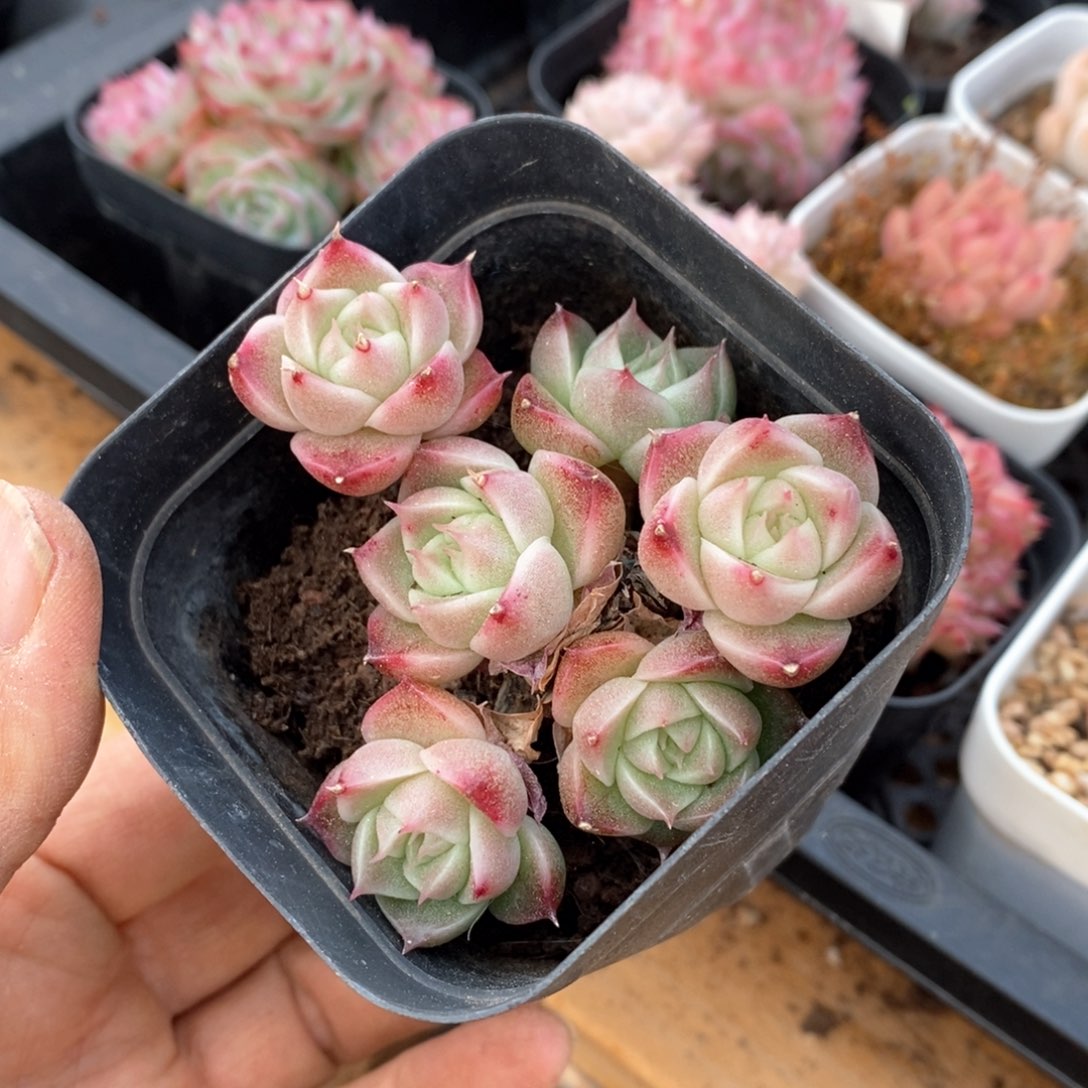 精品多肉一物一拍不包整144