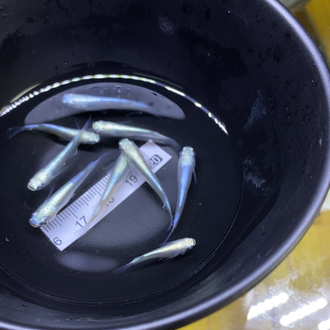 青鳉鱼极龙极龙45号