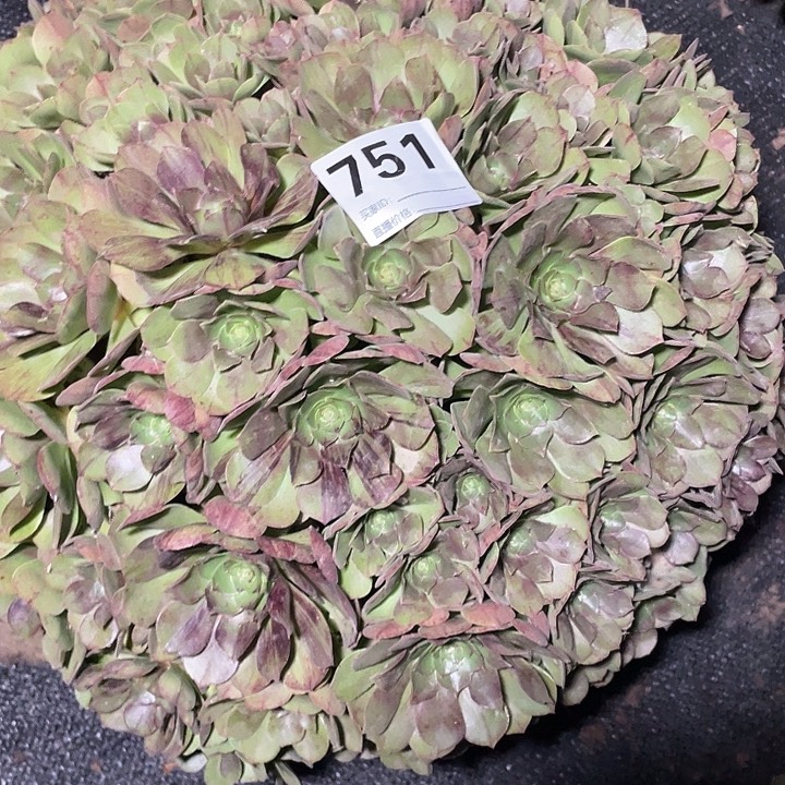 洛***751漠然法师3-6花