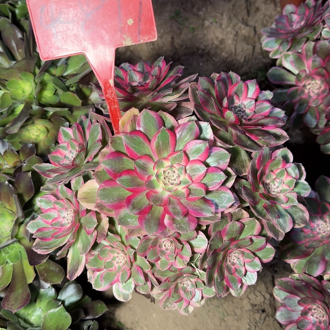 4+877云荷多肉法师