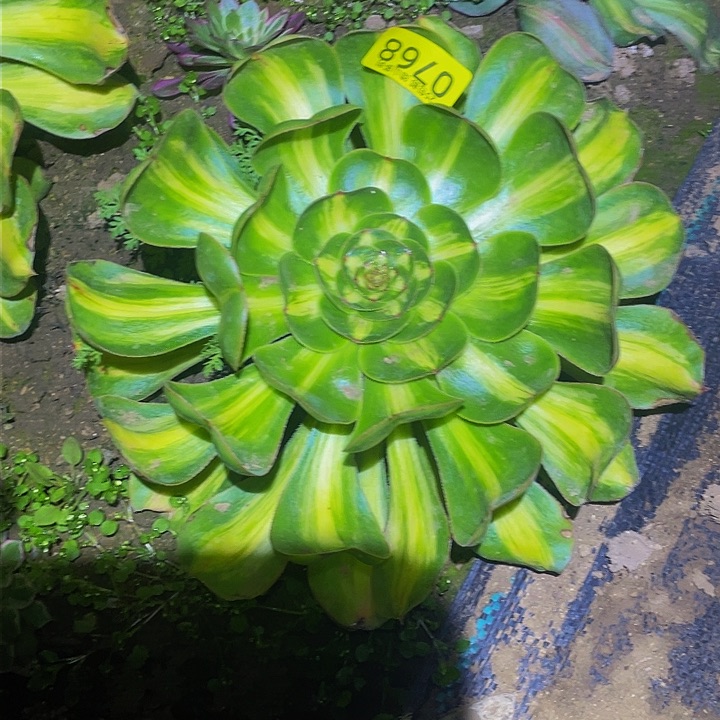 0768暴君多肉植物