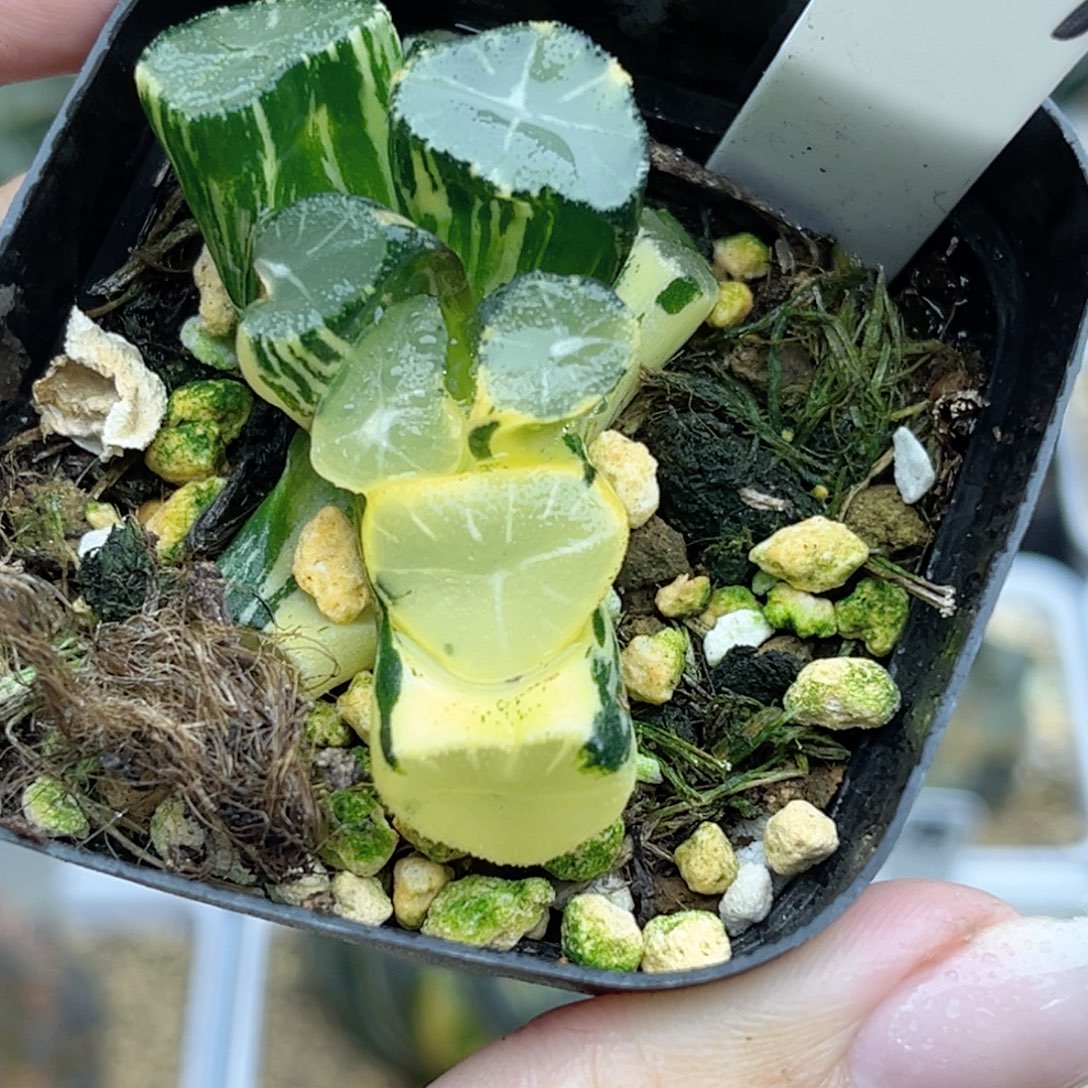 107玉龙万象锦福利专场