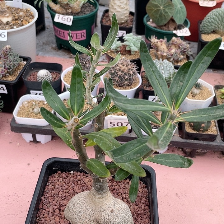 铃***铛780大天马空块根植物