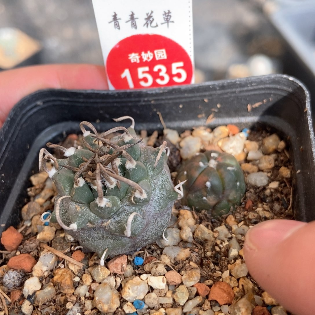 有雀斑碳刺娇丽加五楞兜锦