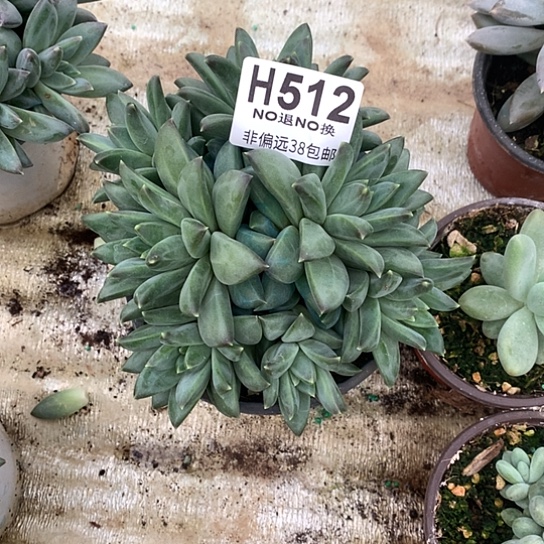 麋****美人群512 亏本处理退款拉黑7-8天发货