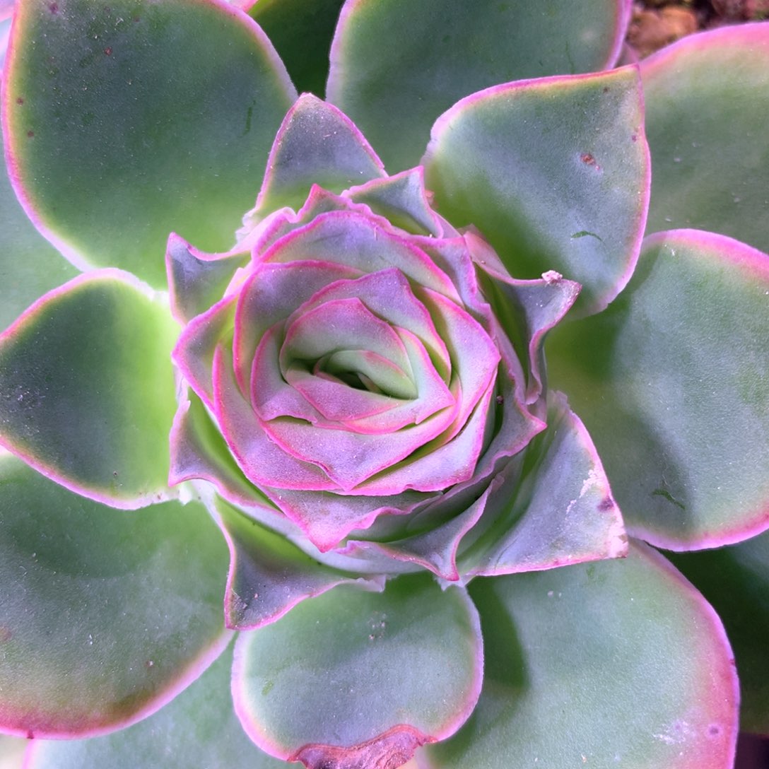 一物一拍极红帕021