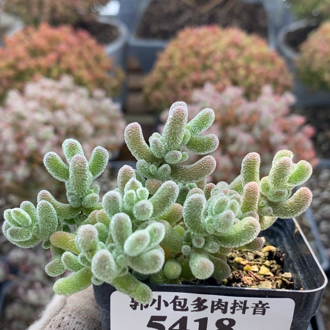 优选冰晶5418枝干番杏