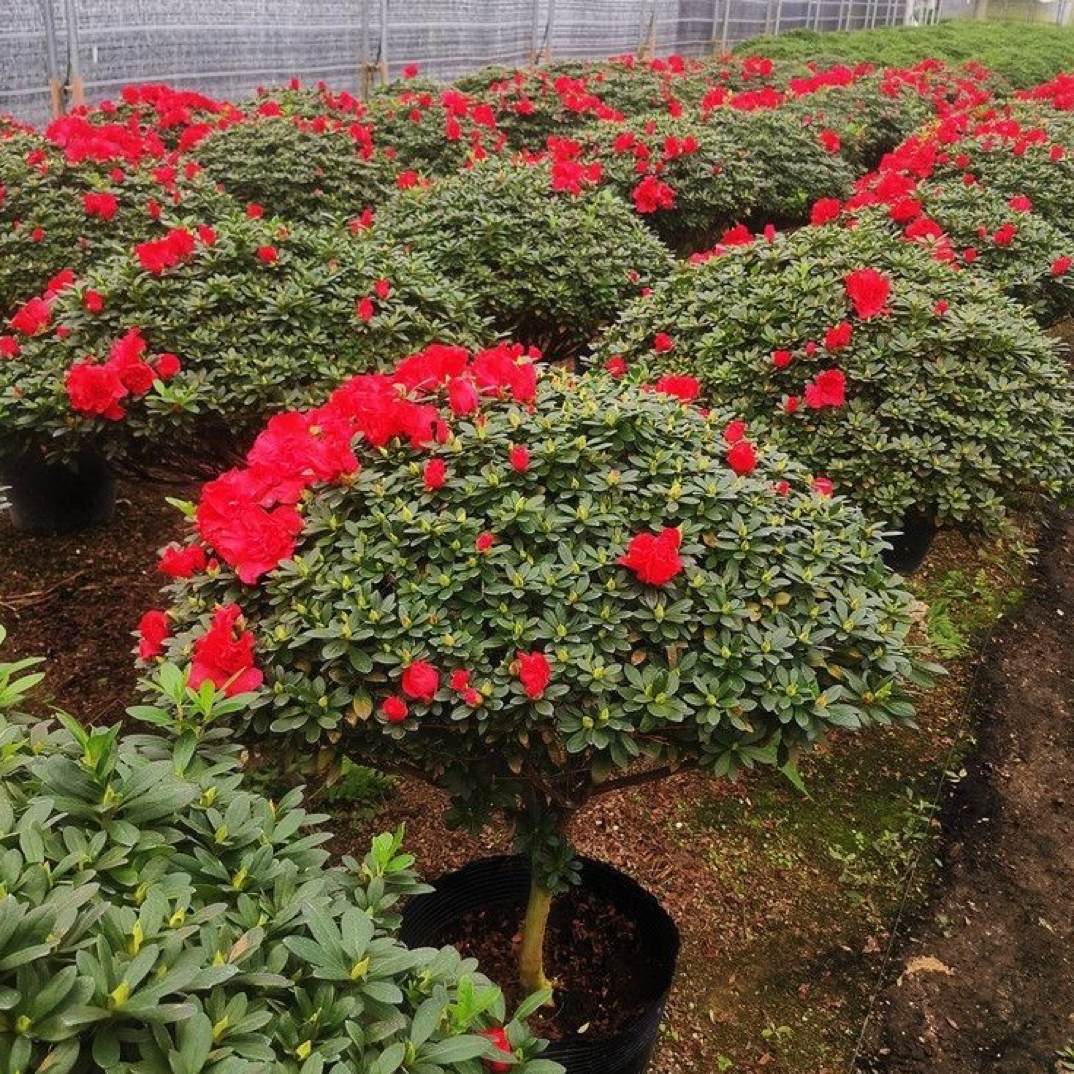 精品杜鹃花盆栽四季开花室内外好养花卉绿植