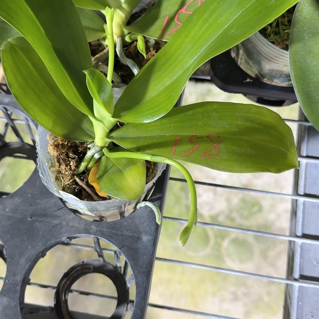 巴***嘿无花朵158号2555原生