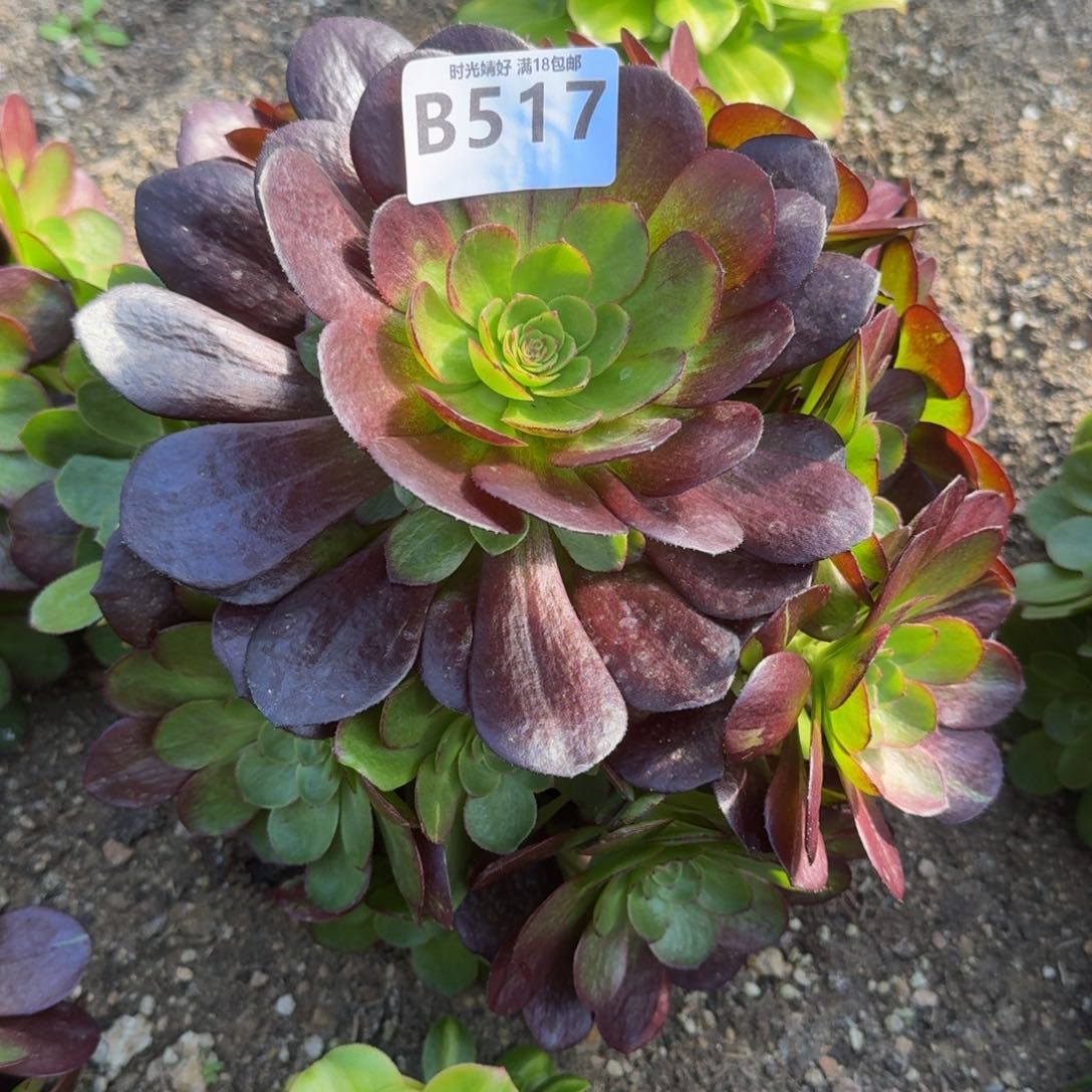 517黑美人多肉植物