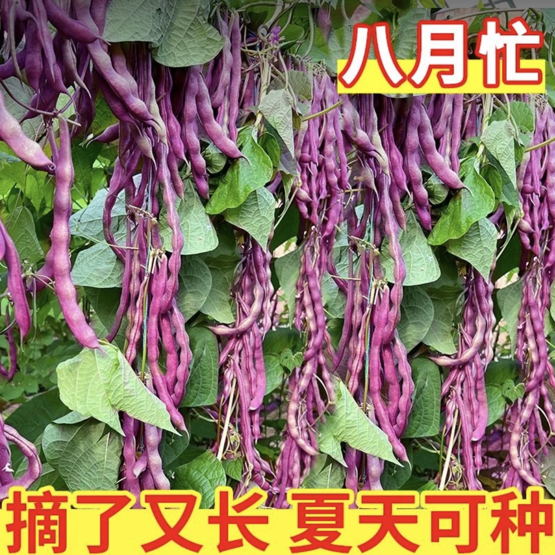 八月忙豆角种子高产秋豆角种籽四季阳台盆栽紫红架豆芸豆蔬菜种孑
