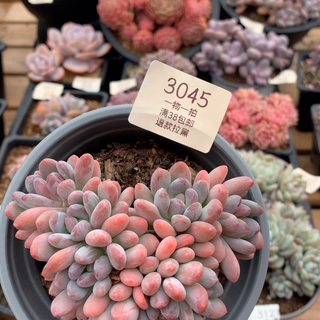 11厘米八头灯美人3045