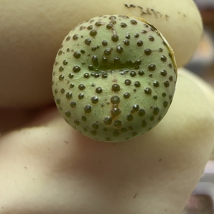 935火龙果安贞福利