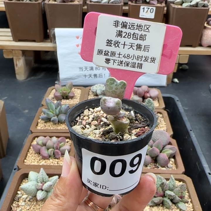 冰***酱009花豹多肉的植物