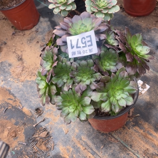 571黑魔法师不包断枝