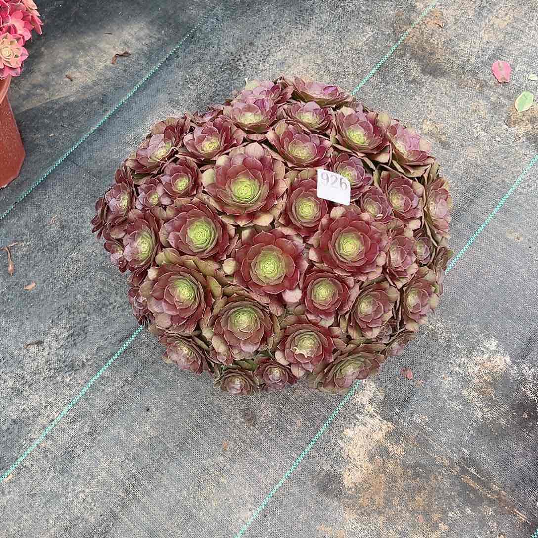 皓*926万圣节法师多肉植物