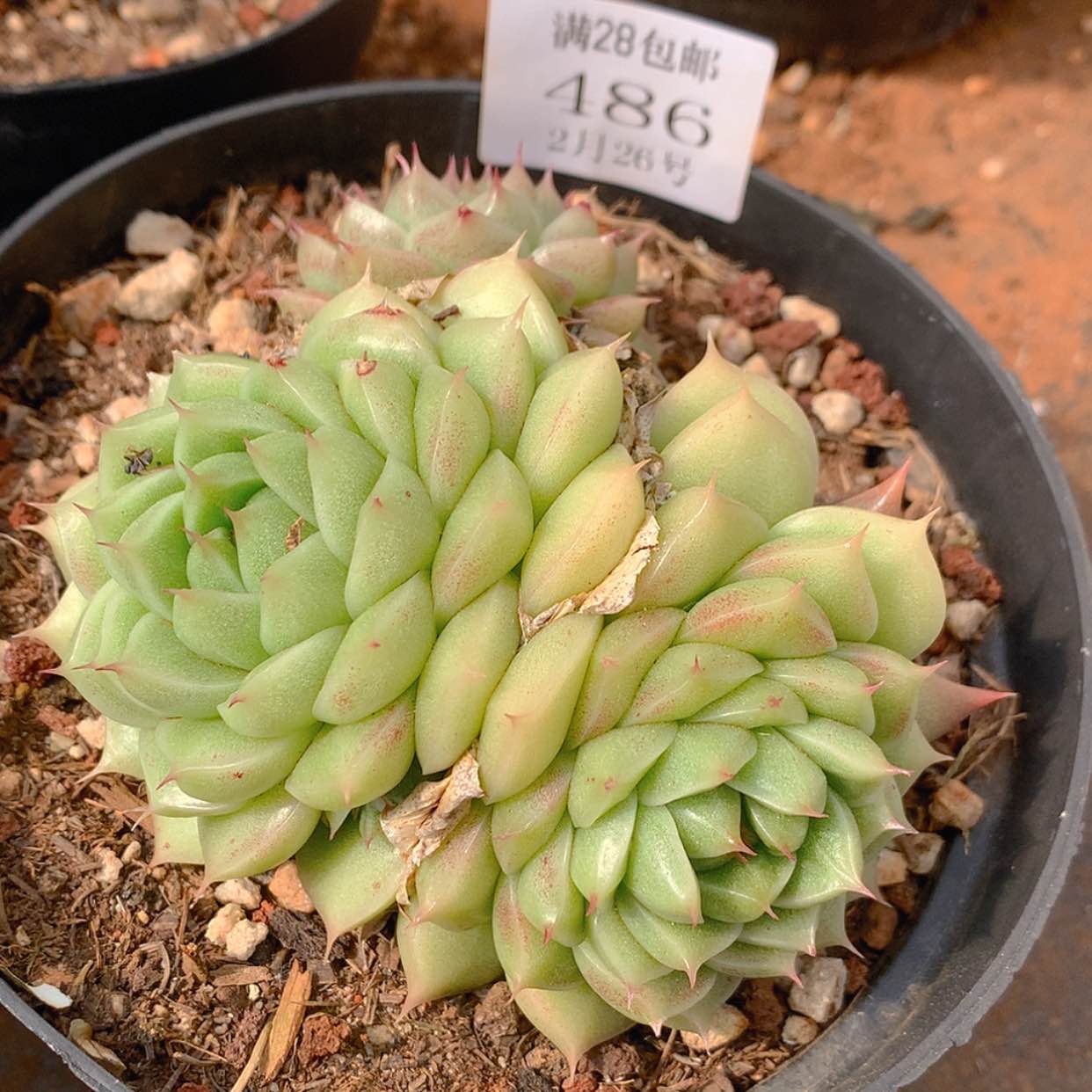 【闪购商品】云486