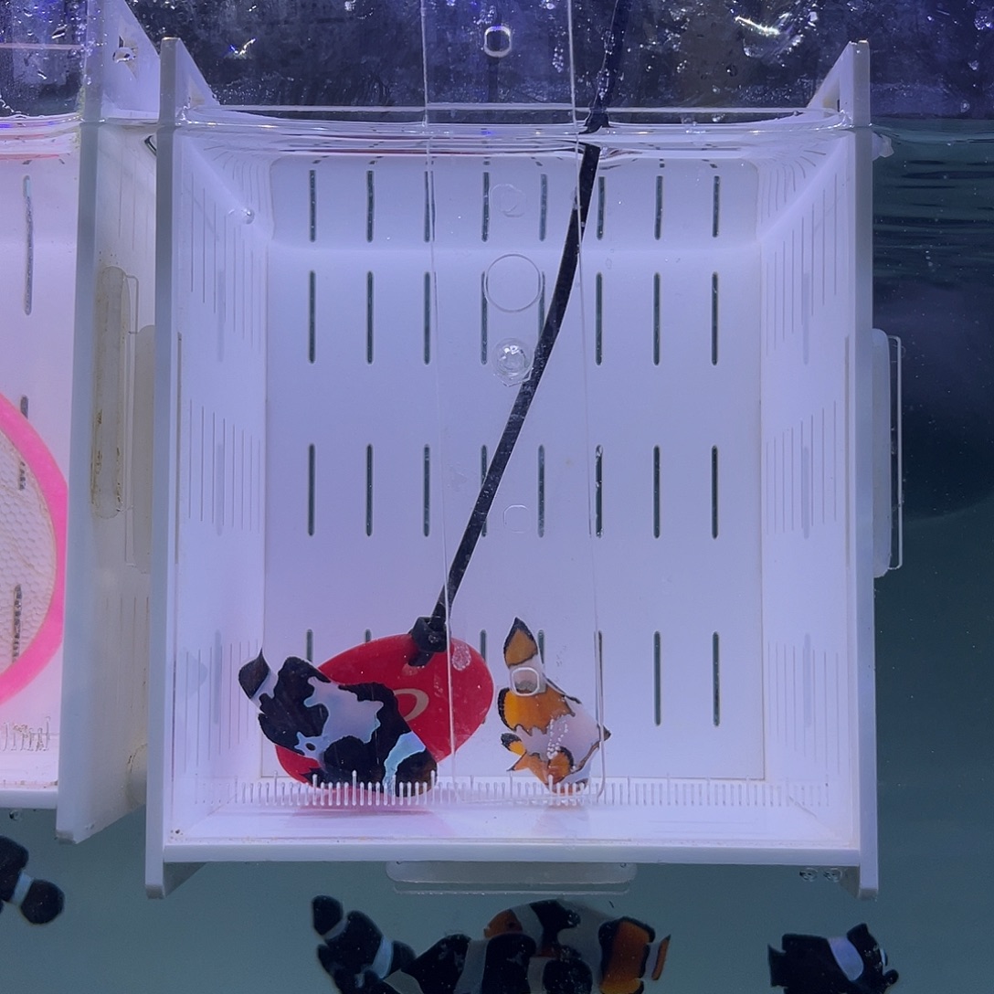 海水鱼黑冰血印小丑