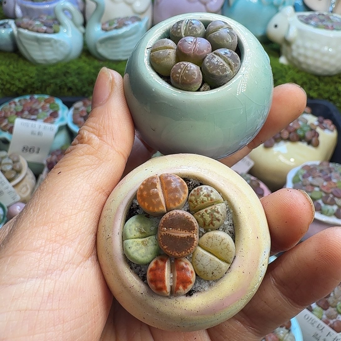 萩***桂多肉植物开播福利冲869