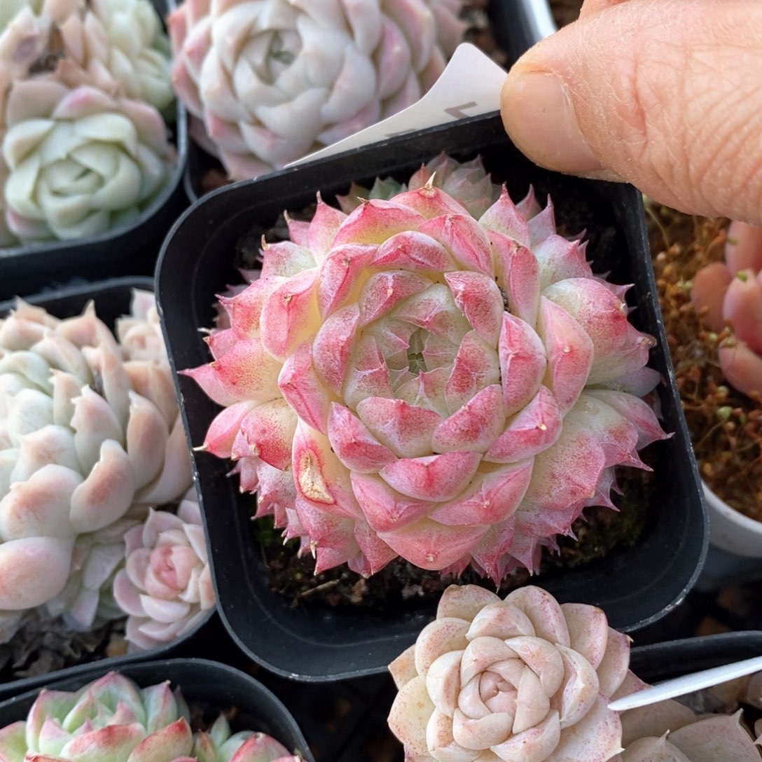 精品多肉一物一拍不包整161