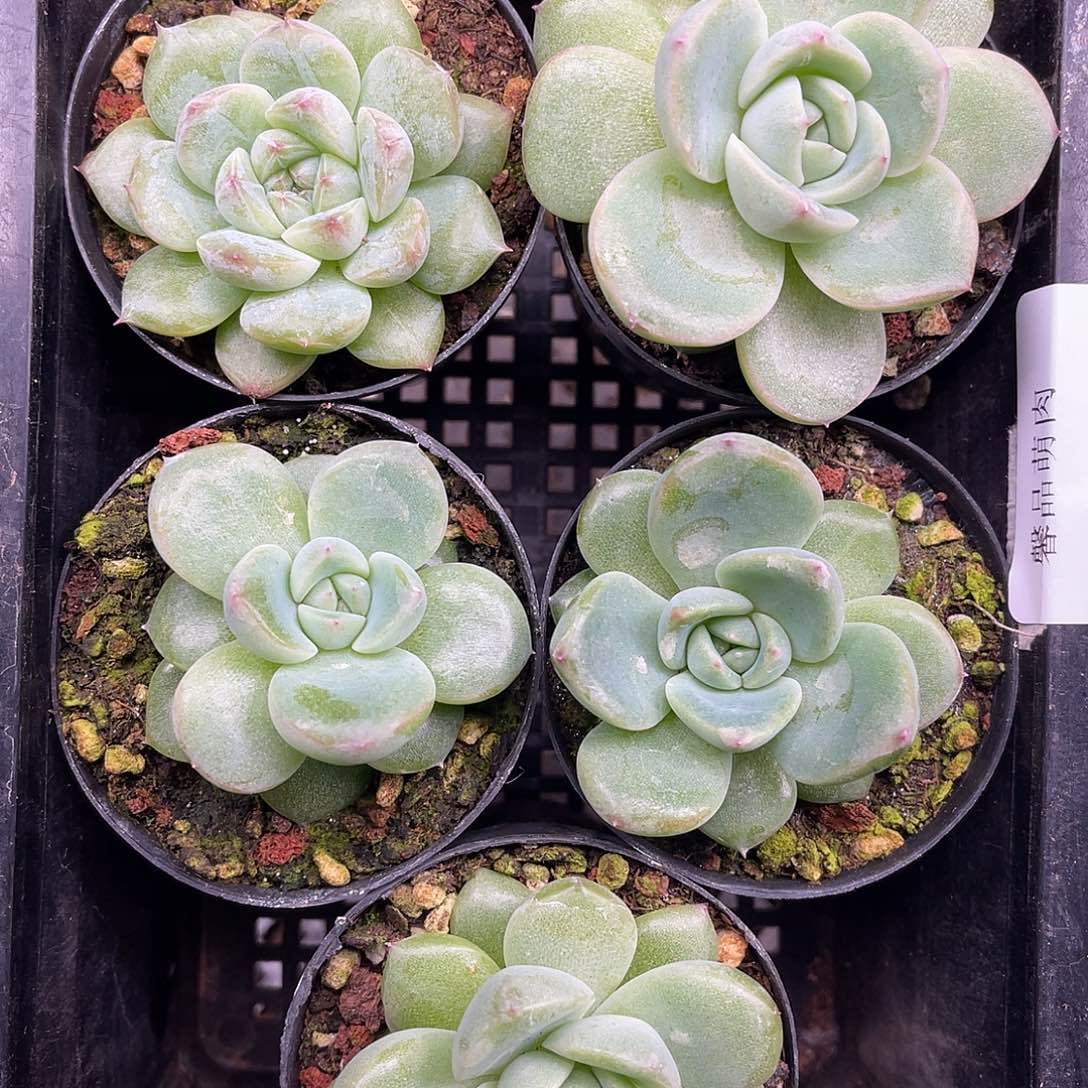 多肉一物一拍9-178