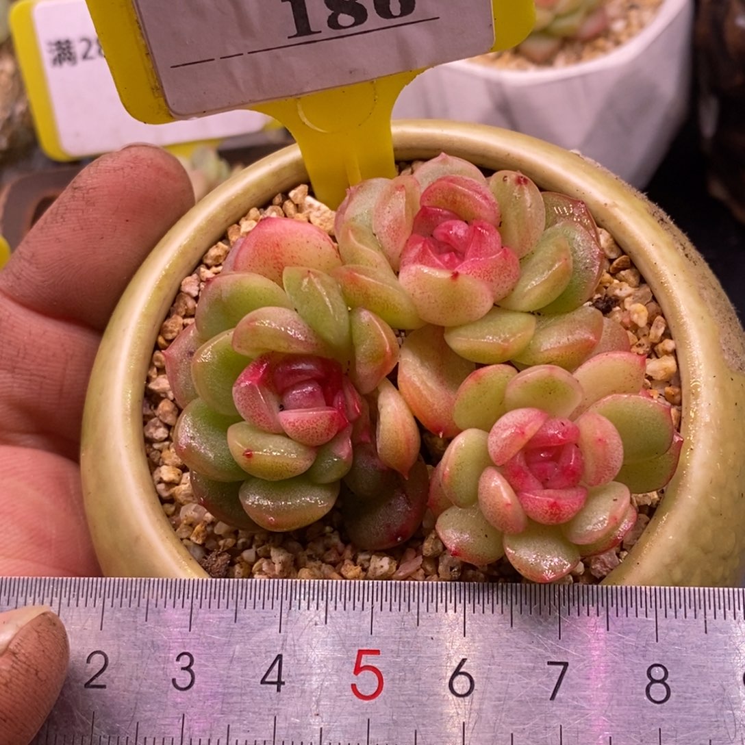 9189琴心锦三头福利……