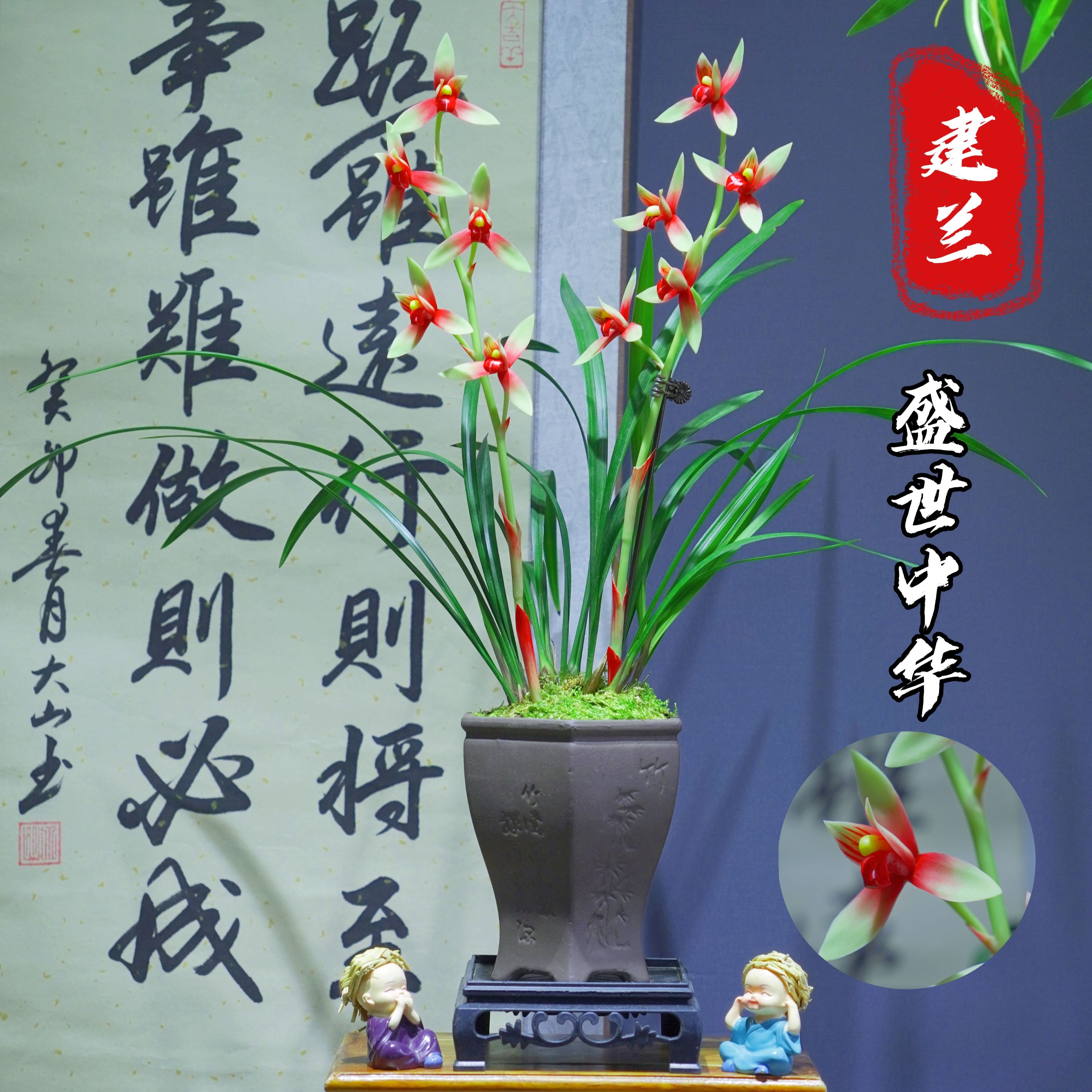 建兰名品[盛世中华]四季兰带陶瓷盆种好适合新手