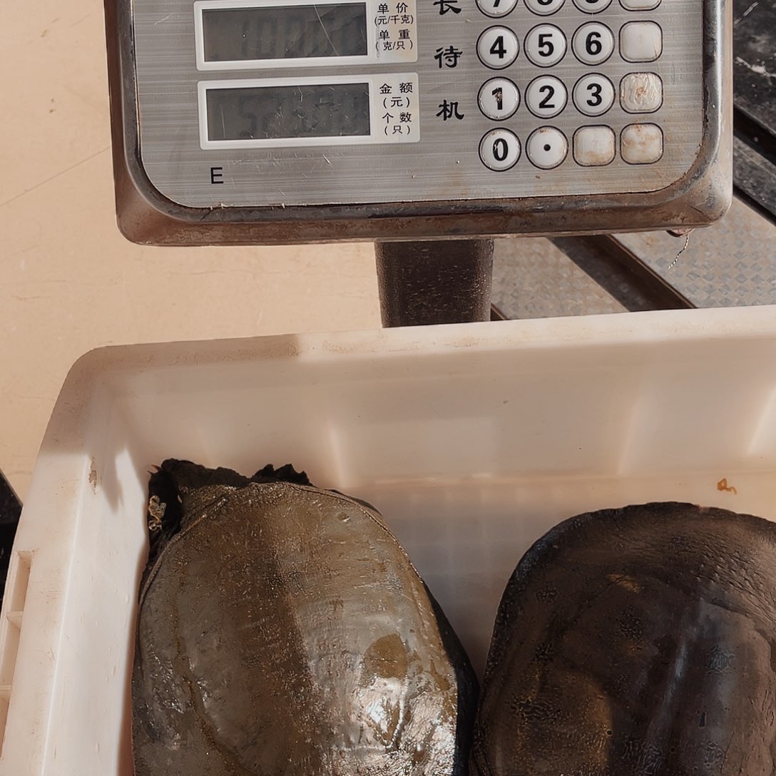 中国大陆野生甲鱼包邮包活