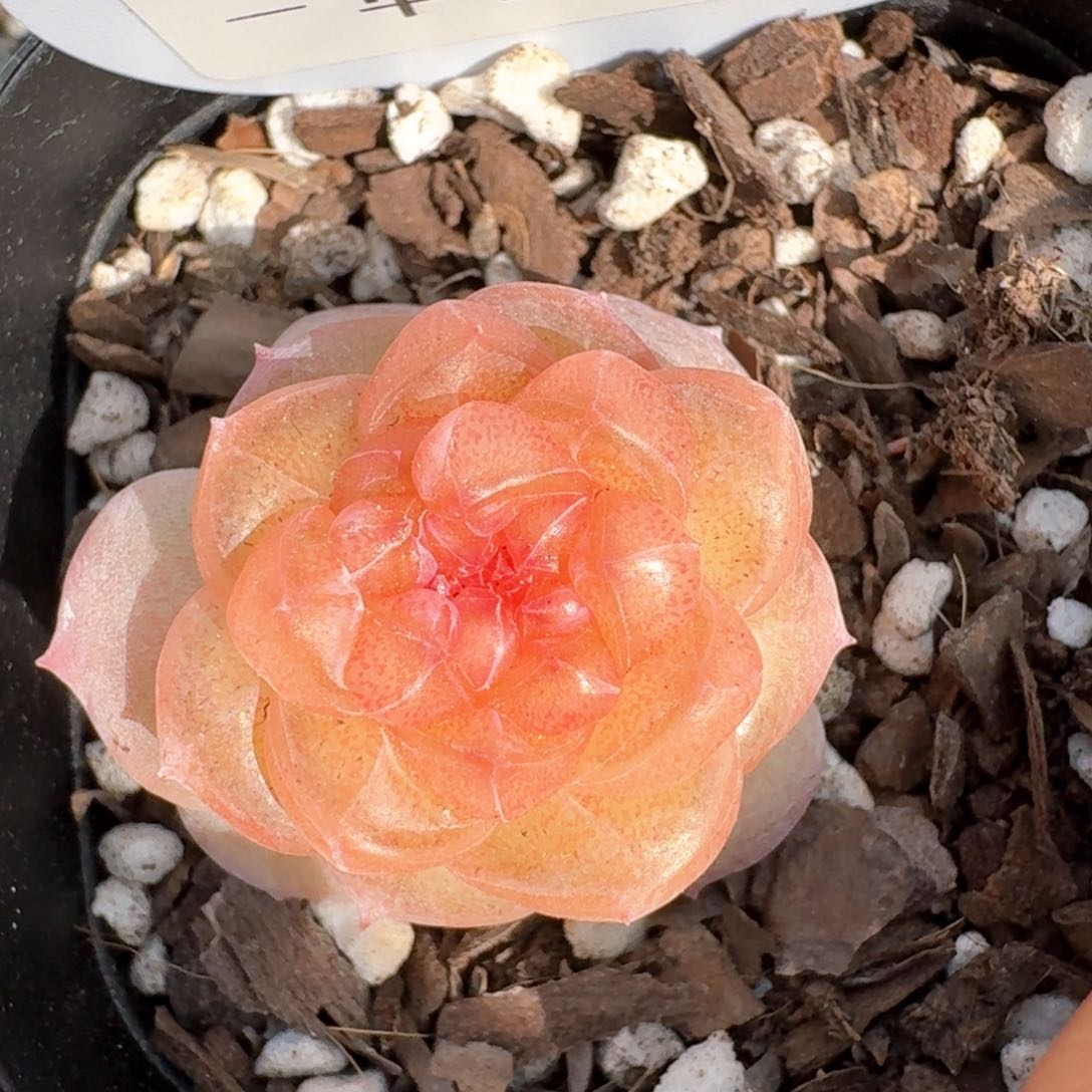 0309-053-醉春烟单头