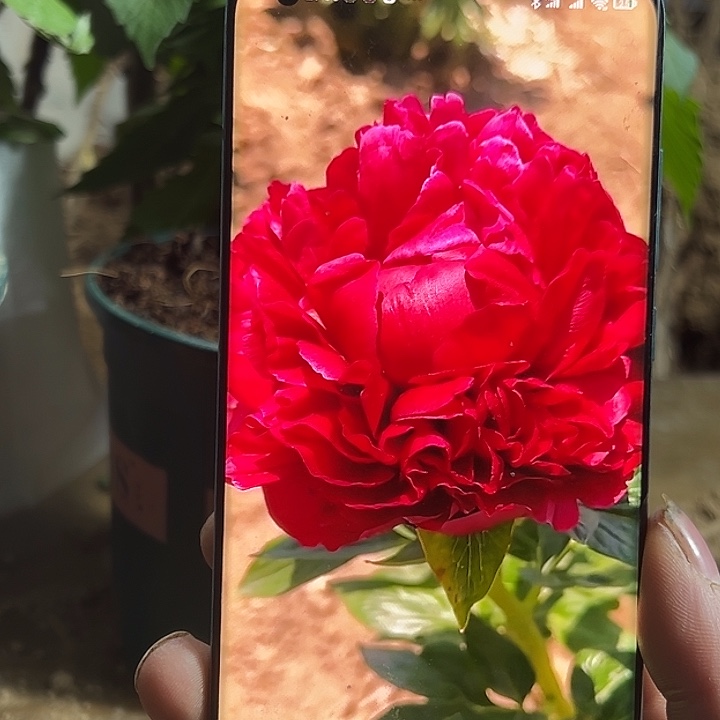 完全开放亨利3-5芽点福利