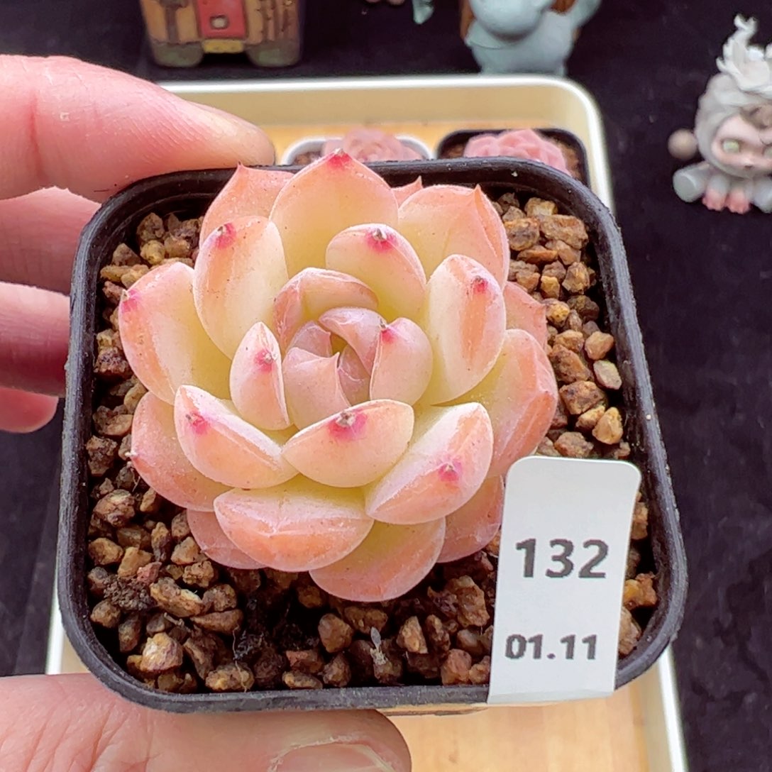 冰魄132、哈哈哈哈