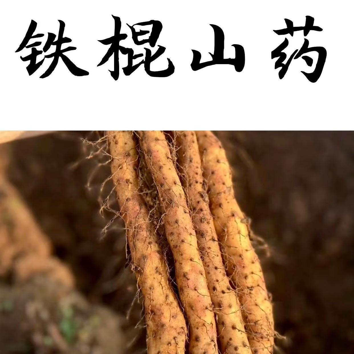 【正宗】铁棍山药垆土怀山药原产地温县新鲜山药送礼批发垆土地山药